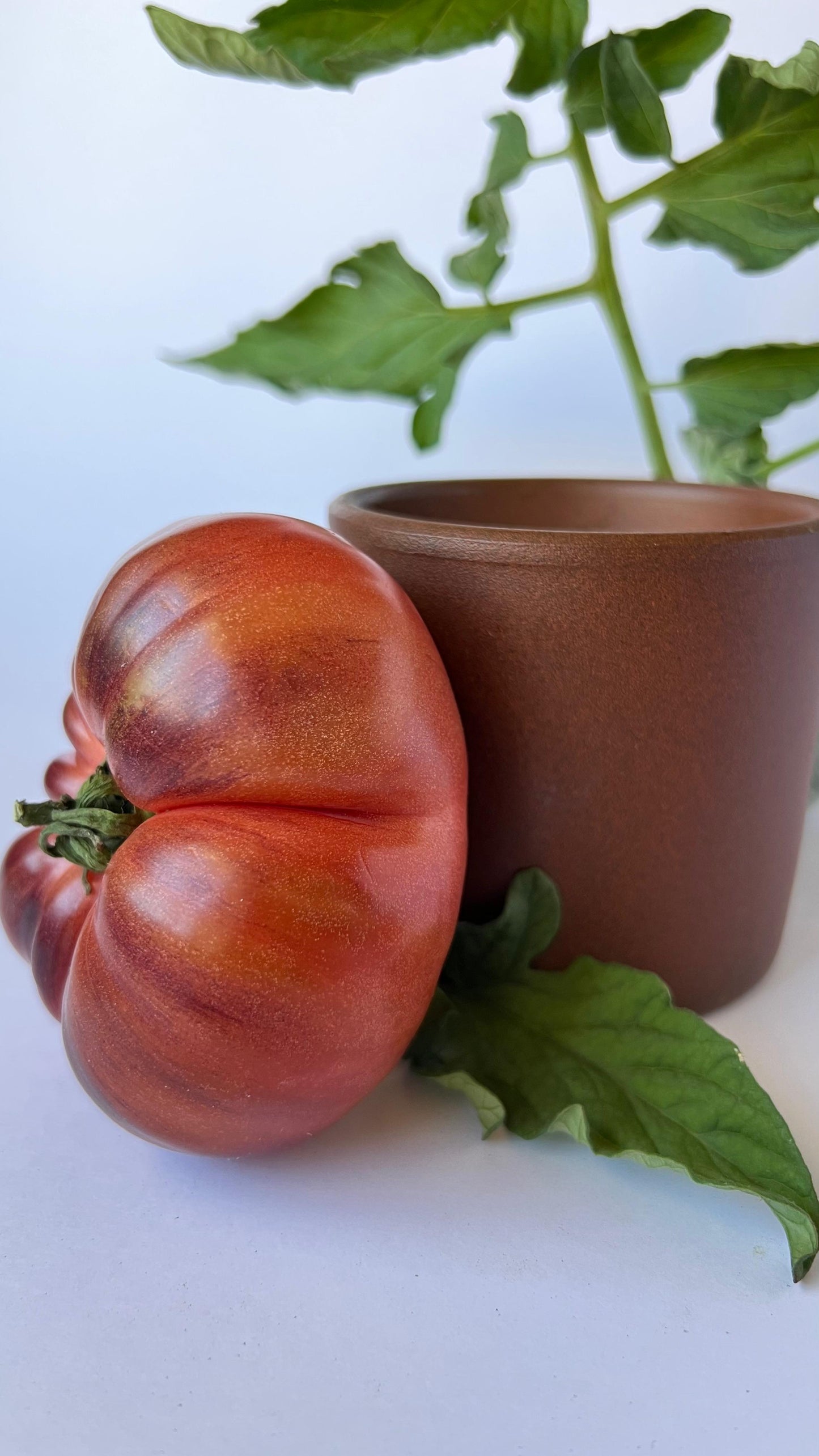 Vela Tomate